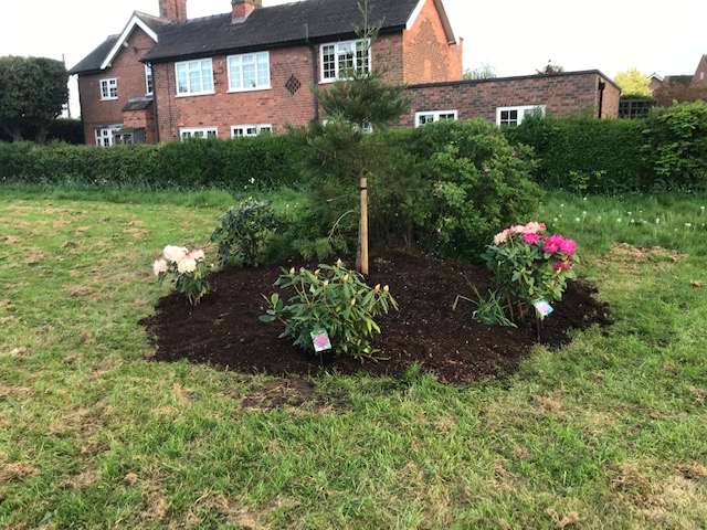 Job done! A new sequoia and five rhododendrons newly planted, May 4th 20241